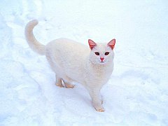 Gatti (34)
